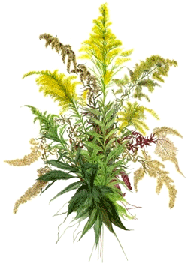Goldenrod