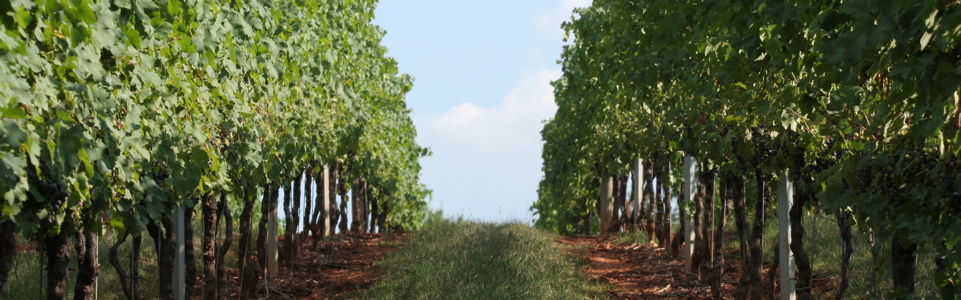 Culpeper Vineyard