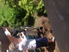 Members plant a dogwood tree at historic Independence, Virginia, courthouse.
